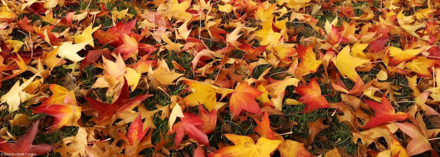 Rötliches Herbstlaub Rasen